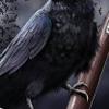 foto do perfil corvoeap-